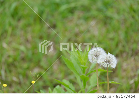 綿毛 タンポポ たんぽぽ 飛ぶ 種 白色 植物 白の写真素材