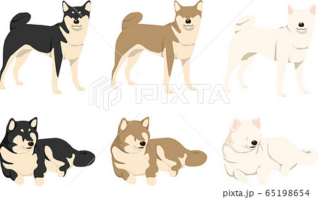 柴犬 犬 日本犬 黒柴のイラスト素材