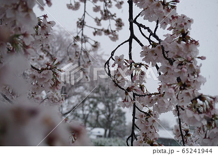 幻想的な桜の写真素材