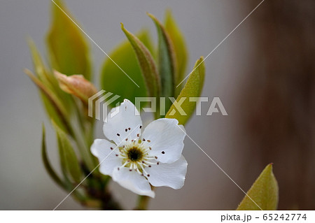 梨の花 梨花の写真素材