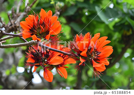 南国の木 赤い花の写真素材