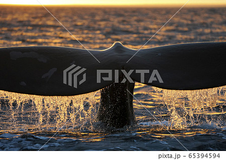 クジラ 鯨 の写真素材集 ピクスタ