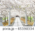 北海道の桜風景 白い鳥居と桜のトンネルの写真素材