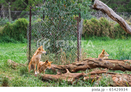 ディンゴ 動物園の写真素材