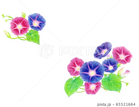 朝顔 イラスト 色鉛筆画 蕾の写真素材 - PIXTA