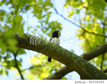 オオルリ 青い鳥 きれい 綺麗の写真素材