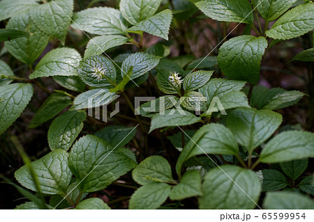 一人静 花 野草 山野草の写真素材