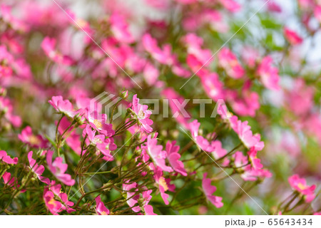 ミニバラ 一重咲き ピンク 花の写真素材