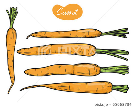 絵 にんじん キャロット 人参のイラスト素材
