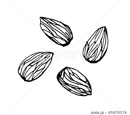アーモンド ナッツ 木の実 線画のイラスト素材