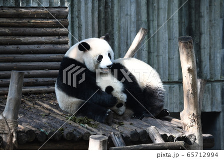 かわいい 絶滅危惧種 逆さ ジャイアントパンダの写真素材