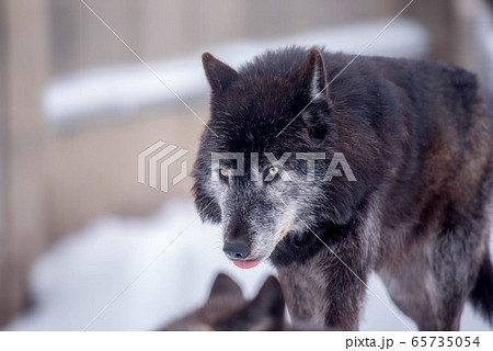 オオカミ 狼 の写真素材集 ピクスタ