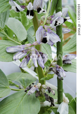 そら豆の花 ソラマメの花 紫 ソラマメの写真素材