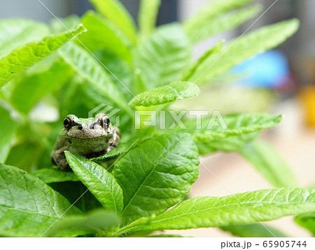 カエル 正面の写真素材