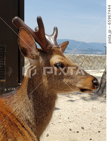 鹿 シカ 横顔 広島の写真素材