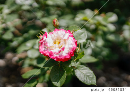 薔薇 アブラカタブラ 植物 花の写真素材