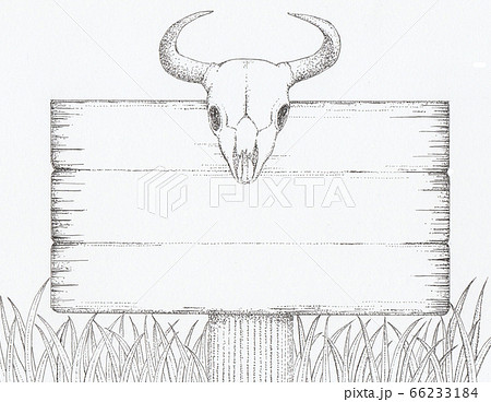 頭蓋骨のイラスト素材