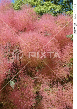 ハグマノキ属の写真素材