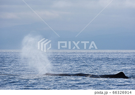 潮吹き クジラの写真素材