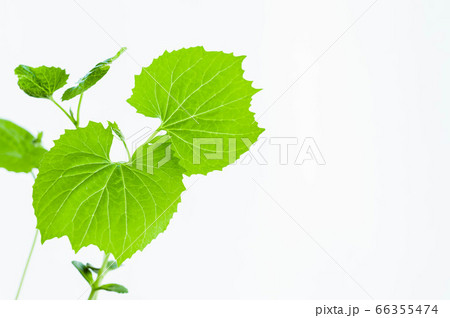 ゴーヤの苗の写真素材