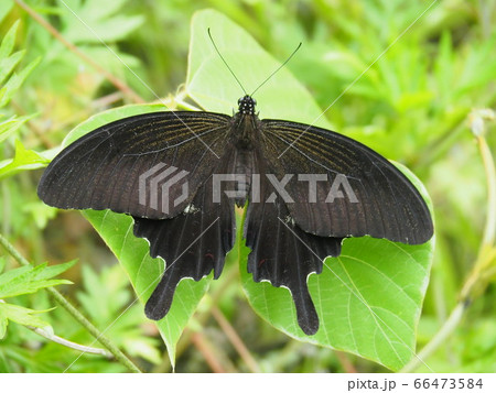 クロアゲハ チョウ 黒揚羽 雄の写真素材