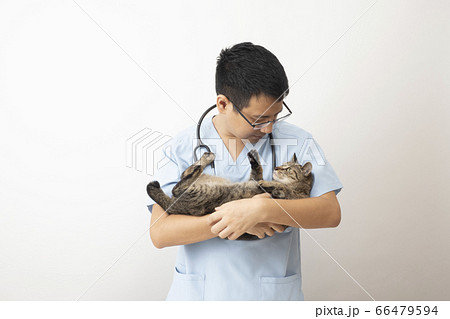 猫 ネコ 抱っこ 抱くの写真素材