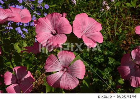 ラバテラ アオイ科 花 春の写真素材