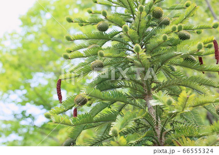 ジュラシックツリーの写真素材