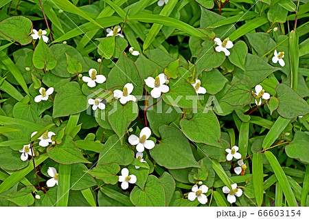 植物 雑草 白い花 小花 葉の写真素材
