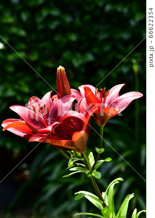 Laユリの写真素材