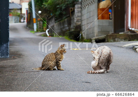 睨み合い 動物 喧嘩の写真素材