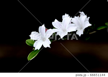 白丁花の写真素材