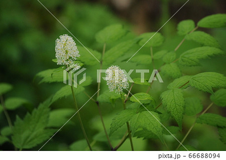 ルイヨウショウマ キンポウゲ科 類葉升麻 野草の写真素材