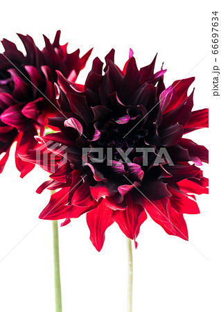 ダリア コクチョウの花の写真素材