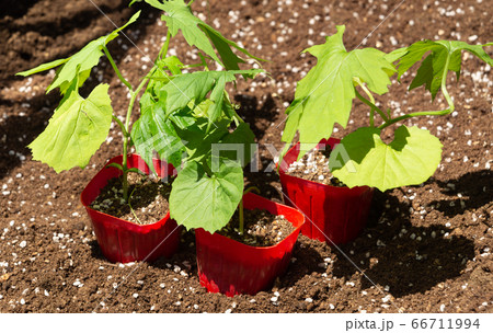 ゴーヤの苗の写真素材