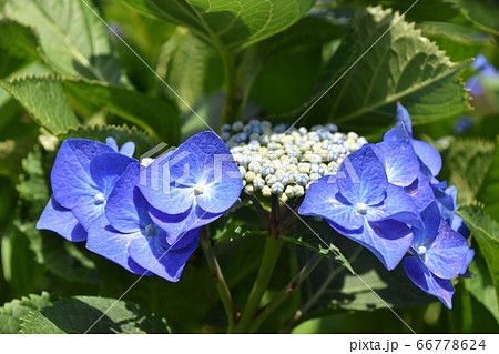 紫陽花の蕾の写真素材