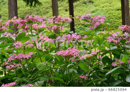 アジサイの仲間 ユキノシタ科 花 桃色の写真素材