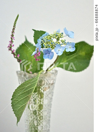 紫陽花 花瓶 切花 明るいの写真素材