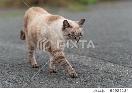 猫 ネコ 正面 歩くの写真素材