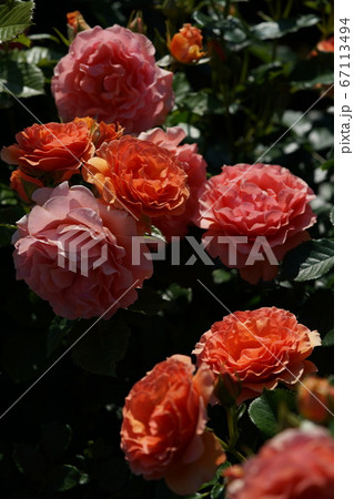 杏奈 植物 薔薇 花の写真素材