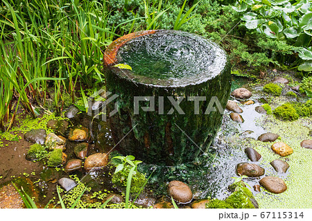 蹲 植物 つくばいの写真素材 - PIXTA