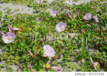 朝顔 昼顔 夕顔 葉の写真素材