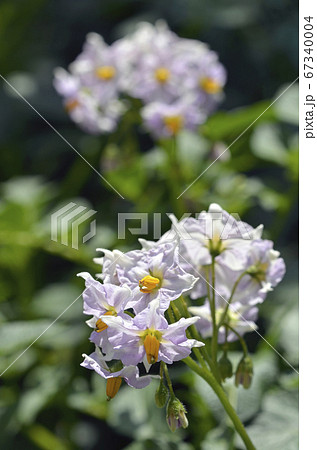 ジャガイモの花 黄色 春 薄紫色の写真素材
