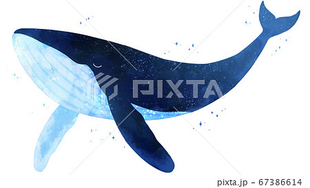 かわいいクジラのイラスト素材 Pixta