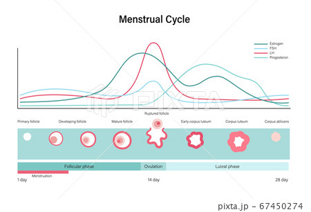Menstrual cycle. Luteal and Follicular phase. Growing follicle
