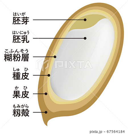 米のイラスト素材集 ピクスタ