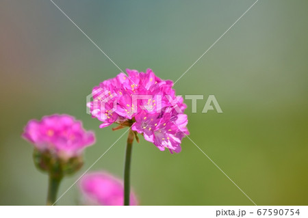 丸い ピンク 花 ピンクの丸い花の写真素材