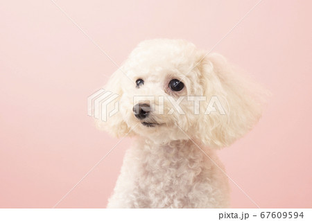 犬 トイプードル プードル かわいいの写真素材