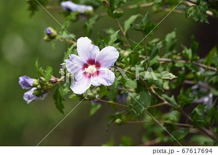 ムグンファ 花の写真素材