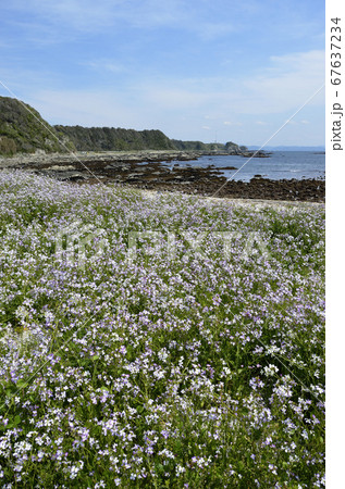 アクリル画 海と花が見える窓 浜ダイコンの花が咲く浜辺